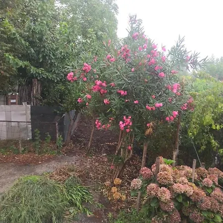 Calabria Collina Di Scilla Casale Ostello1800 Self Service Giardino Stanze E Per Famiglie Coppie E Single Pzza S Gaetano 16